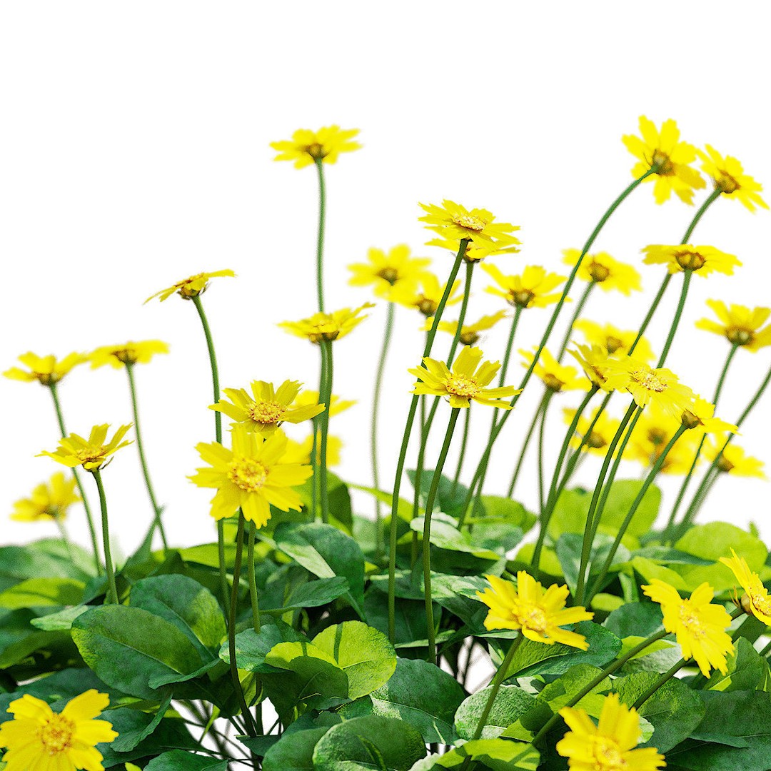 Coreopsis Auriculata Nana 3D Model – High Poly Flower Asset, FBX & OBJ - View 3