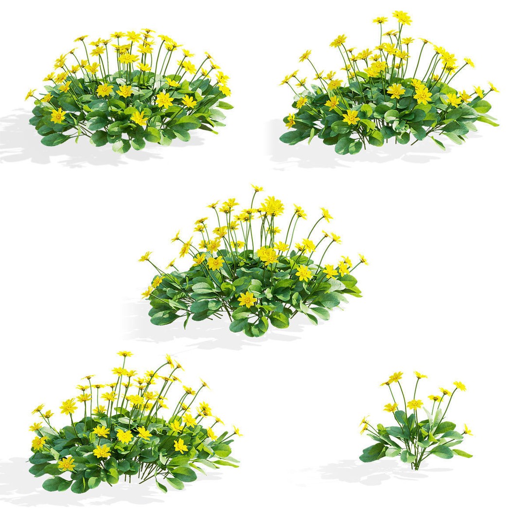 Coreopsis Auriculata Nana 3D Model – High Poly Flower Asset, FBX & OBJ - View 4
