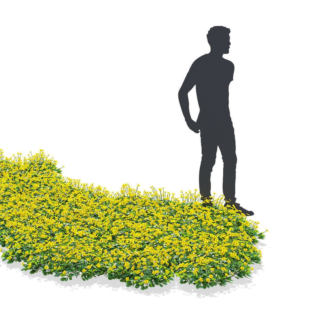 Coreopsis Auriculata Nana 3D Model – High Poly Flower Asset, FBX & OBJ - View 5