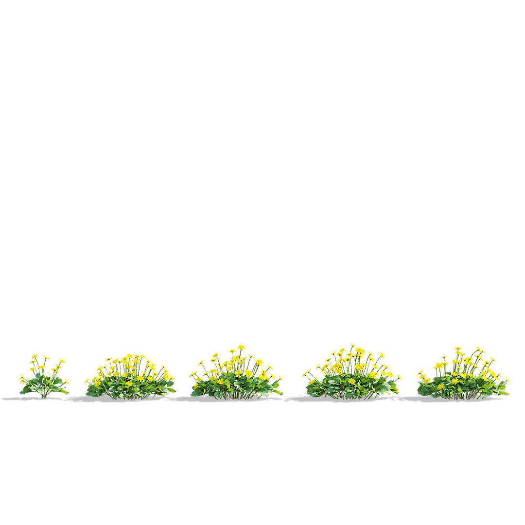 Coreopsis Auriculata Nana 3D Model – High Poly Flower Asset, FBX & OBJ - View 7
