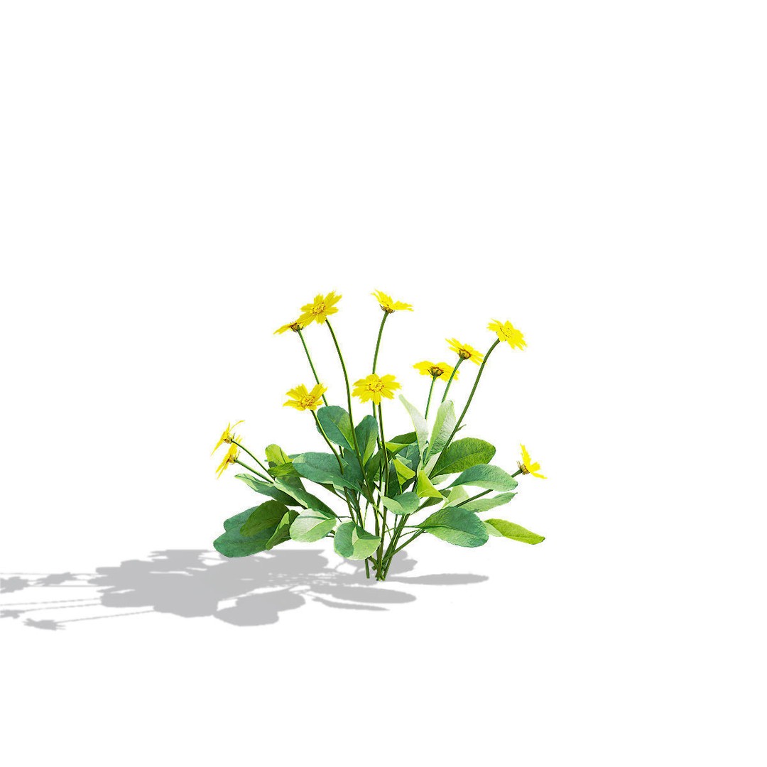 Coreopsis Auriculata Nana 3D Model – High Poly Flower Asset, FBX & OBJ - View 8