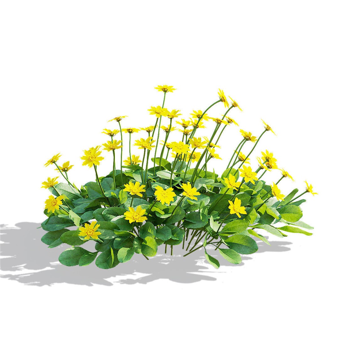 Coreopsis Auriculata Nana 3D Model – High Poly Flower Asset, FBX & OBJ - View 9