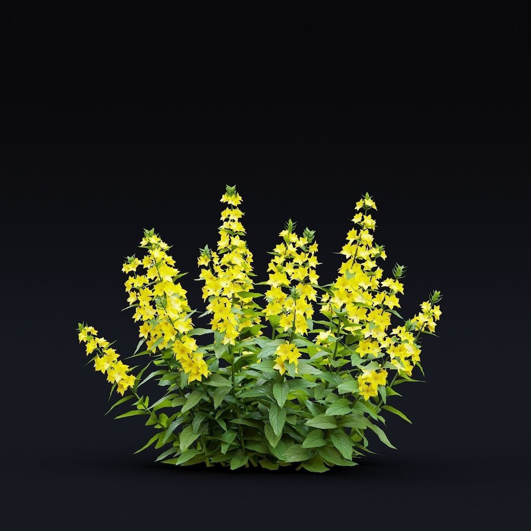 Lysimachia Punctata Flower 3D Model – High Poly PBR Asset, FBX & OBJ - View 10
