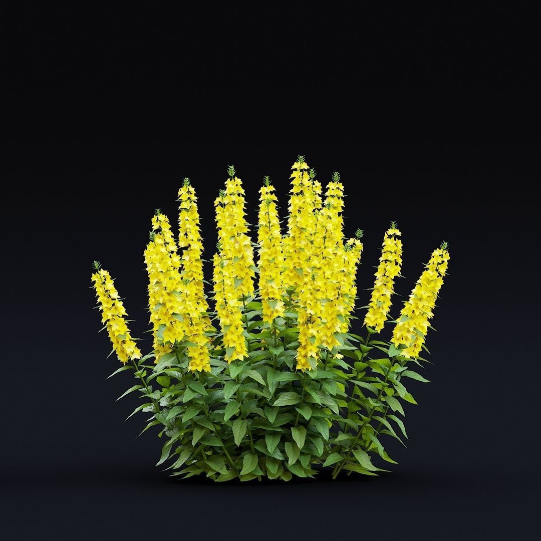 Lysimachia Punctata Flower 3D Model – High Poly PBR Asset, FBX & OBJ - View 3