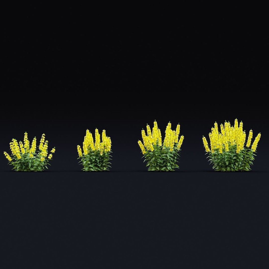 Lysimachia Punctata Flower 3D Model – High Poly PBR Asset, FBX & OBJ - View 4