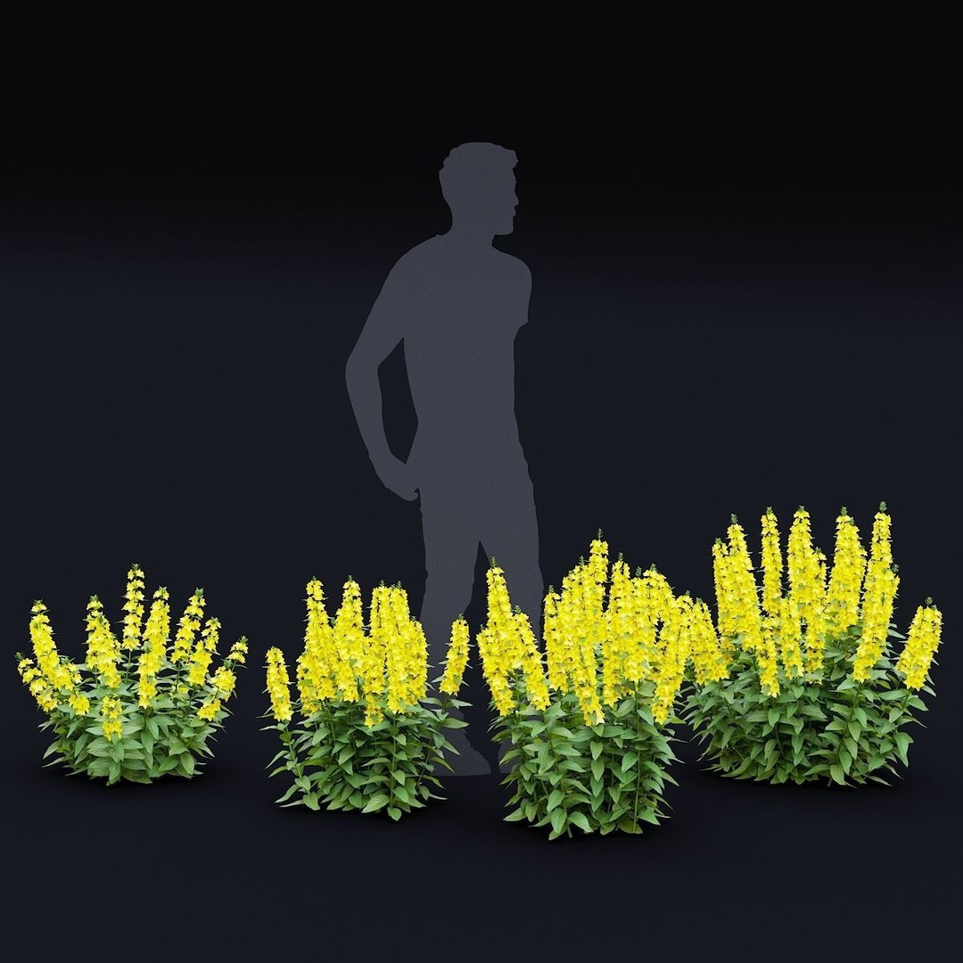 Lysimachia Punctata Flower 3D Model – High Poly PBR Asset, FBX & OBJ - View 7