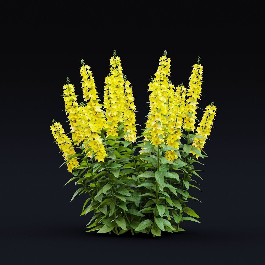Lysimachia Punctata Flower 3D Model – High Poly PBR Asset, FBX & OBJ - View 8