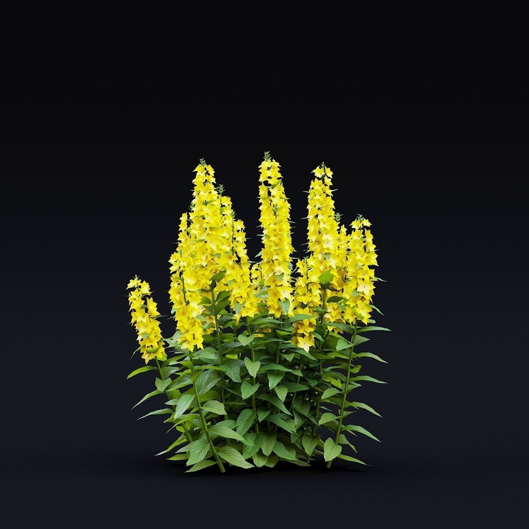Lysimachia Punctata Flower 3D Model – High Poly PBR Asset, FBX & OBJ - View 9