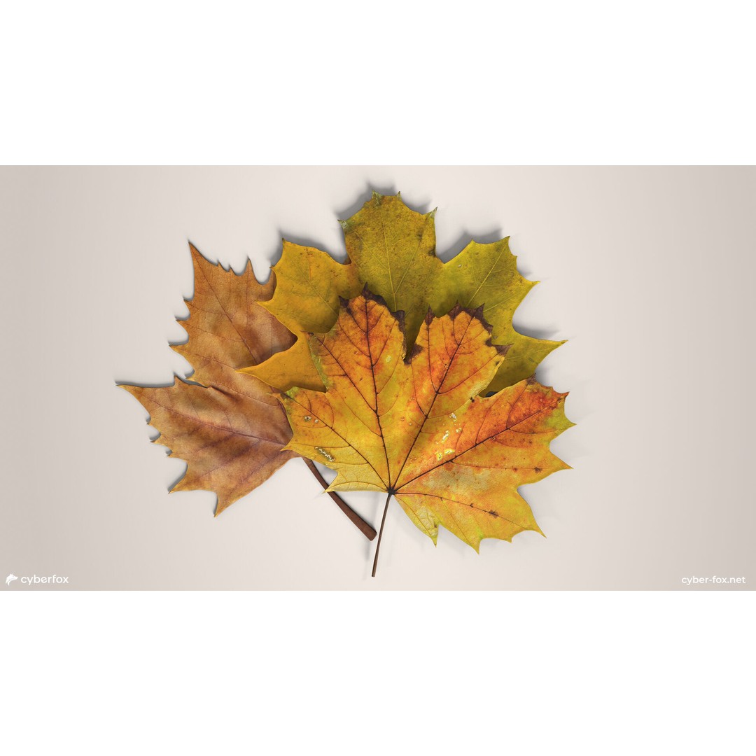 Autumn Maple Leaves 3D Model – Low Poly PBR Game Asset, FBX, OBJ - View 3