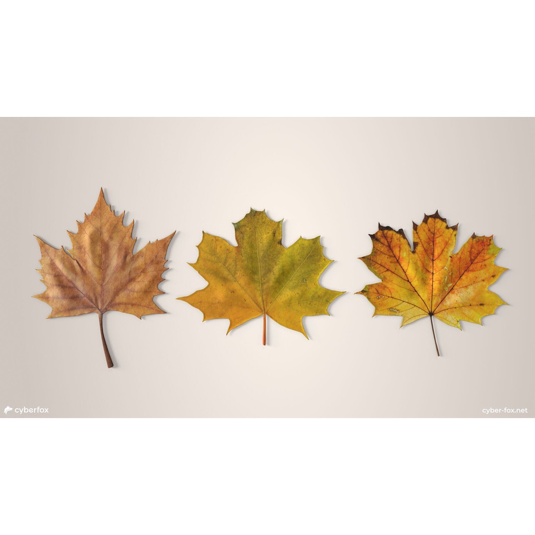 Autumn Maple Leaves 3D Model – Low Poly PBR Game Asset, FBX, OBJ - View 4
