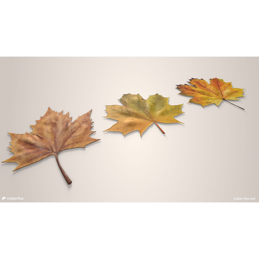 Autumn Maple Leaves 3D Model – Low Poly PBR Game Asset, FBX, OBJ - View 5