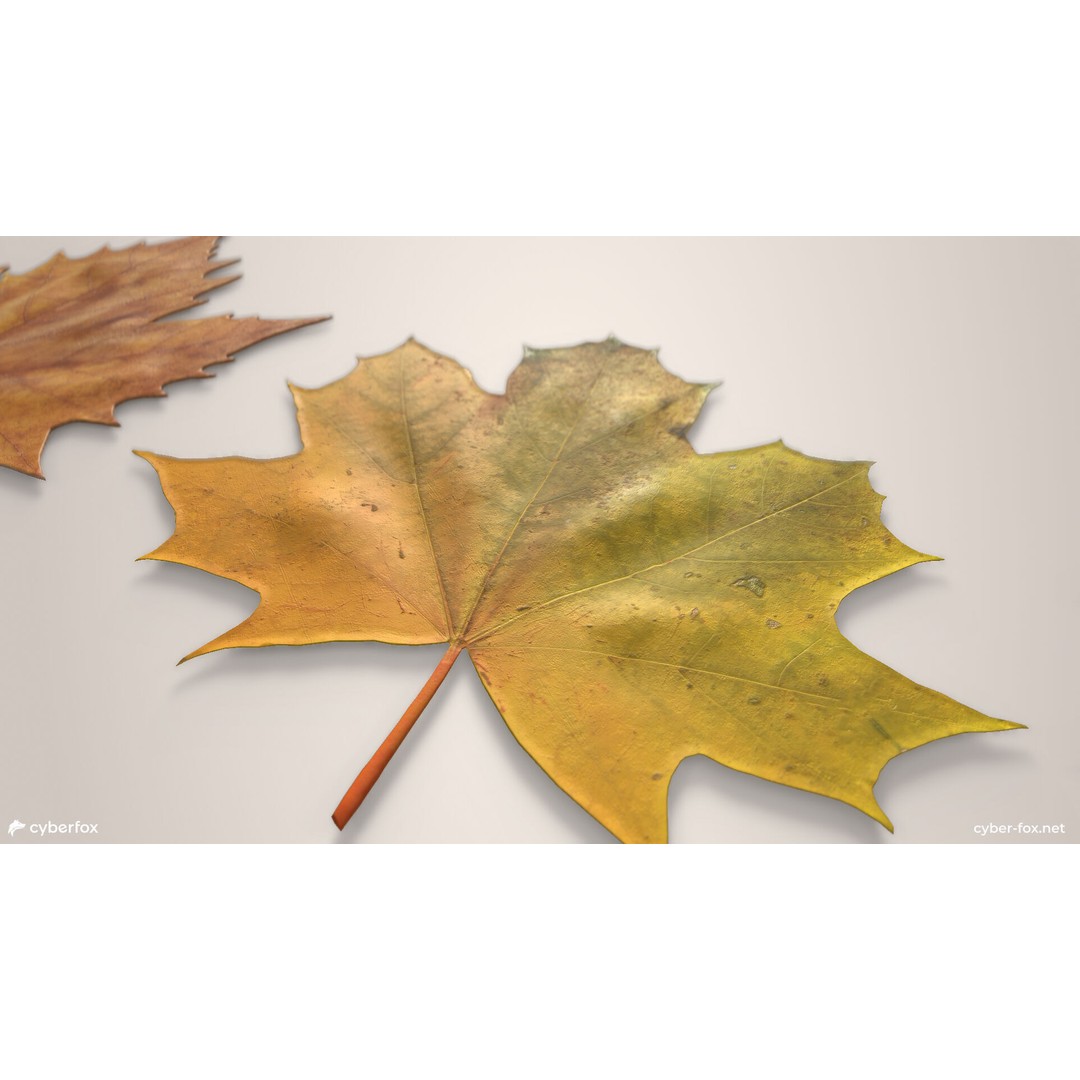 Autumn Maple Leaves 3D Model – Low Poly PBR Game Asset, FBX, OBJ - View 7