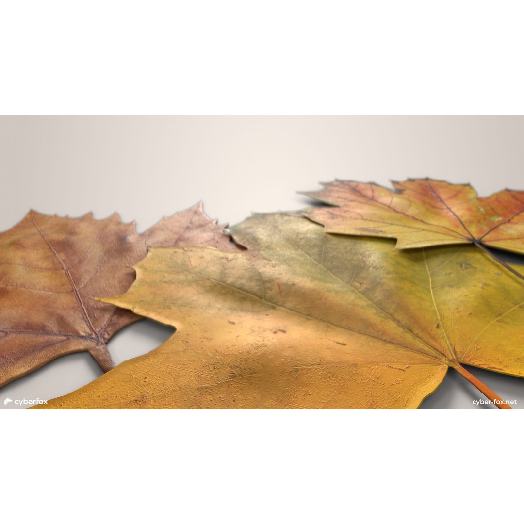 Autumn Maple Leaves 3D Model – Low Poly PBR Game Asset, FBX, OBJ - View 8