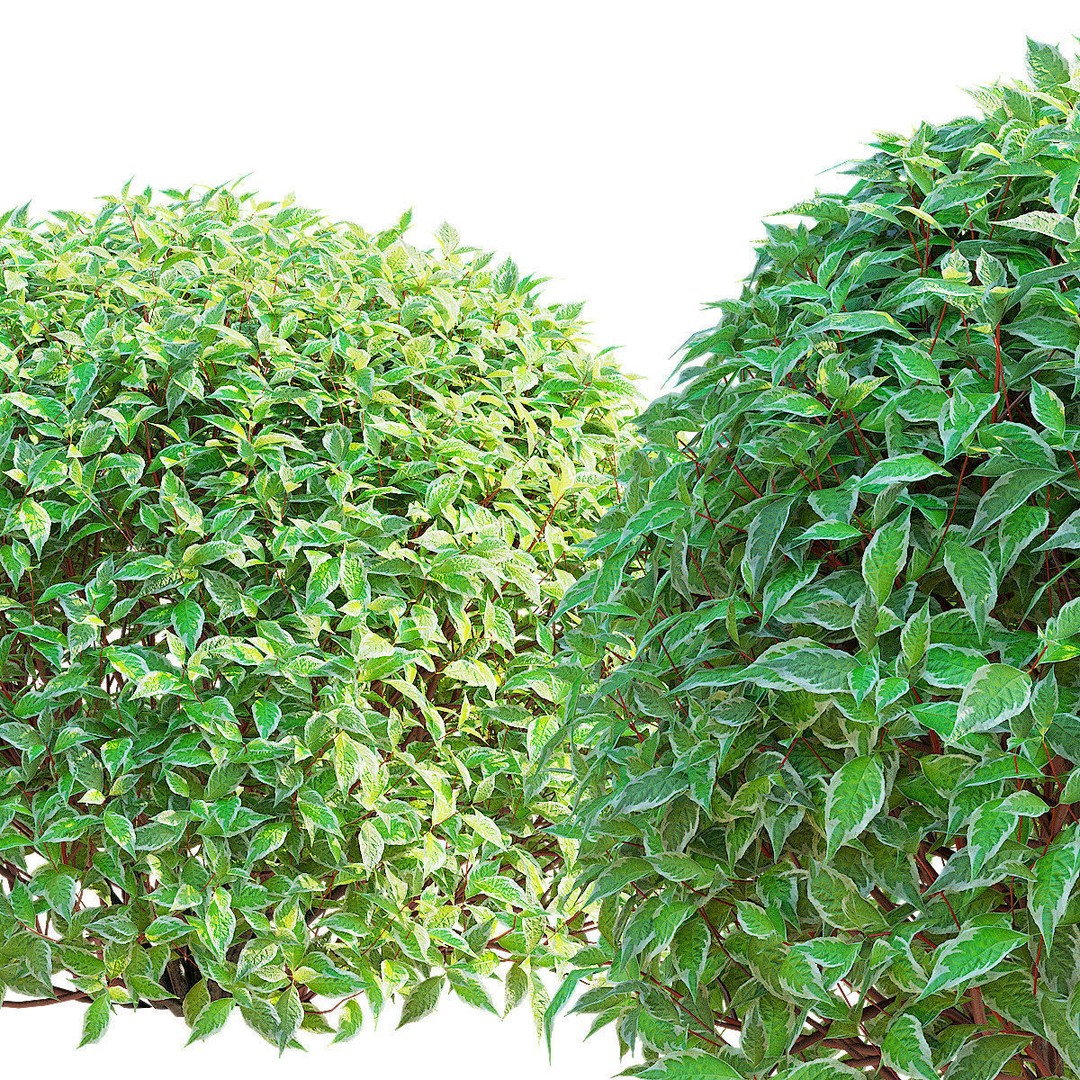 Cornus Alba 3D Model – Trimmed Bush with PBR Textures, FBX & OBJ