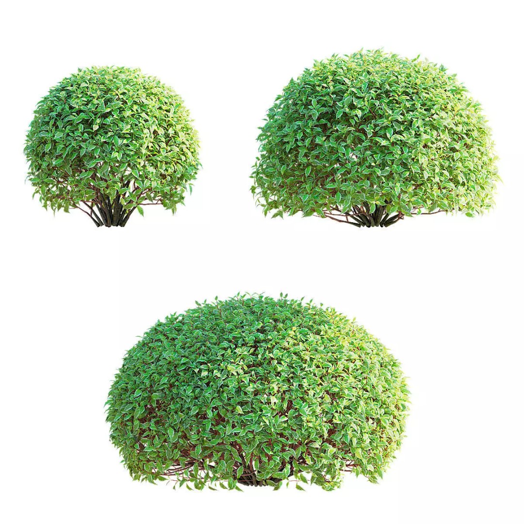 Cornus Alba 3D Model – Trimmed Bush with PBR Textures, FBX & OBJ - View 2