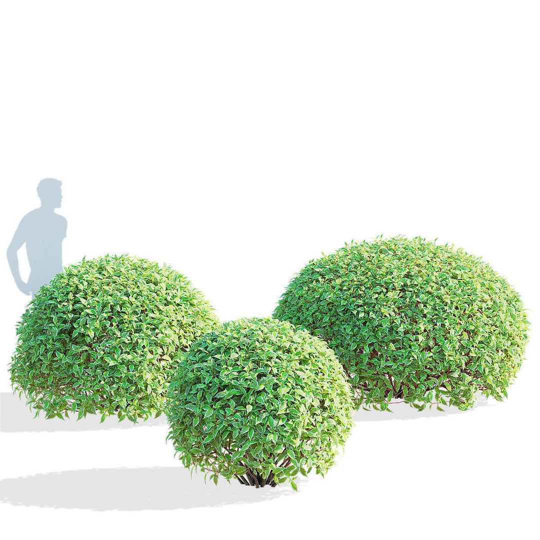 Cornus Alba 3D Model – Trimmed Bush with PBR Textures, FBX & OBJ - View 3