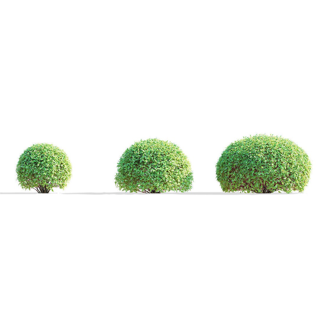 Cornus Alba 3D Model – Trimmed Bush with PBR Textures, FBX & OBJ - View 4