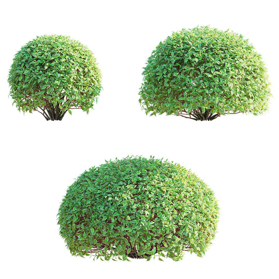 Cornus Alba 3D Model – Trimmed Bush with PBR Textures, FBX & OBJ - View 5