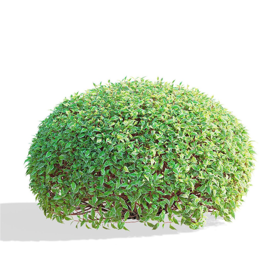 Cornus Alba 3D Model – Trimmed Bush with PBR Textures, FBX & OBJ - View 6