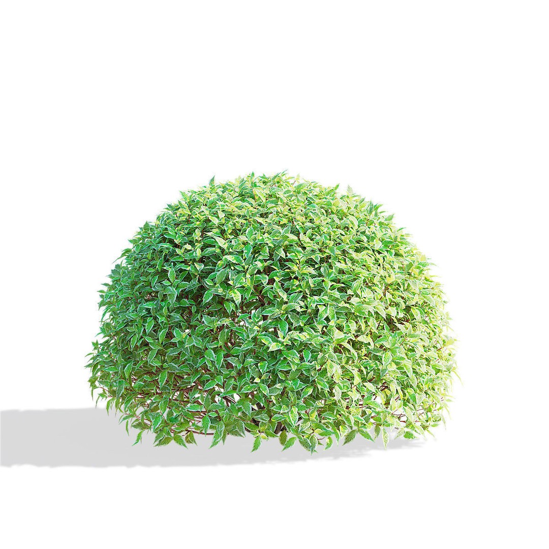 Cornus Alba 3D Model – Trimmed Bush with PBR Textures, FBX & OBJ - View 7