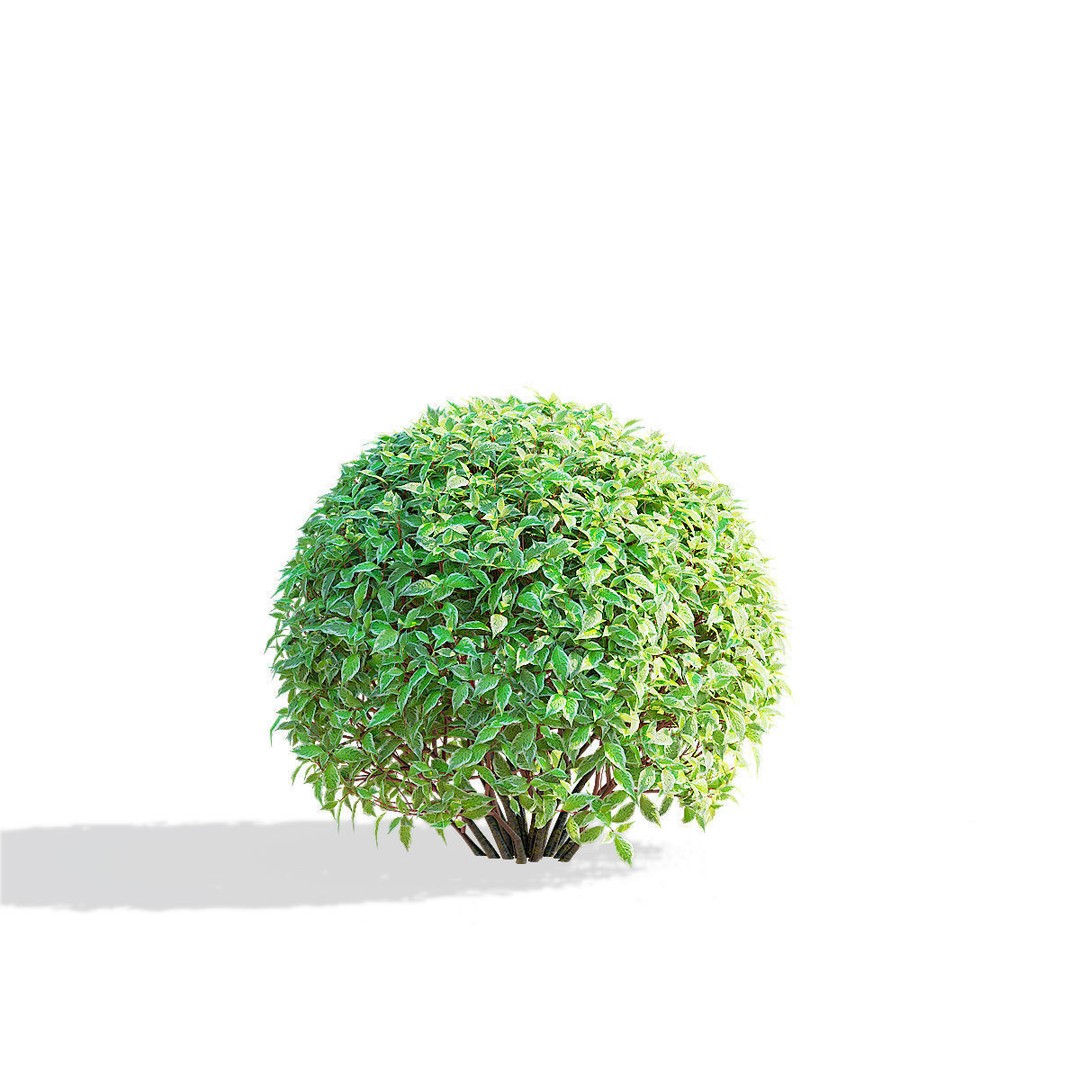 Cornus Alba 3D Model – Trimmed Bush with PBR Textures, FBX & OBJ - View 8