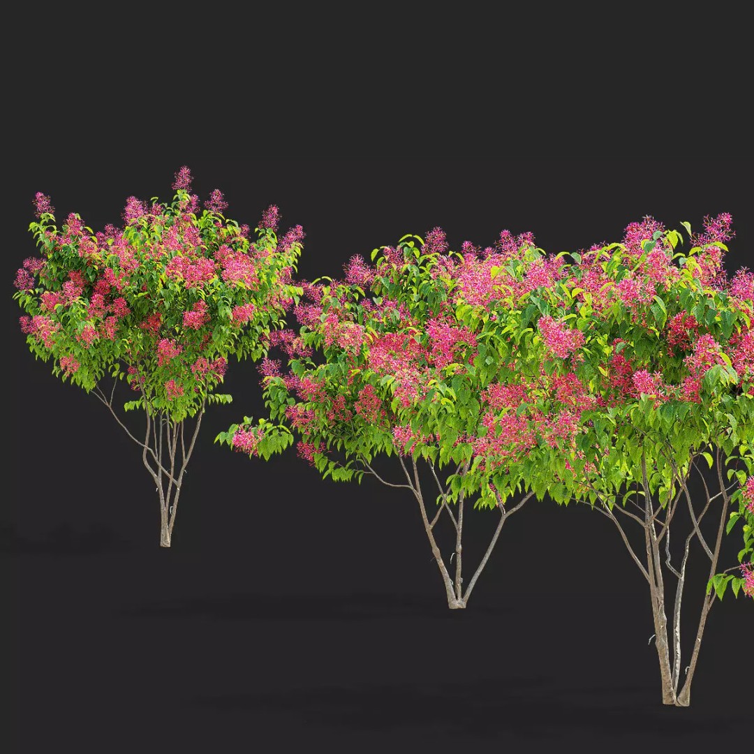 Heptacodium Miconioides 3D Model – Multistem Flowering Bush, PBR Textures