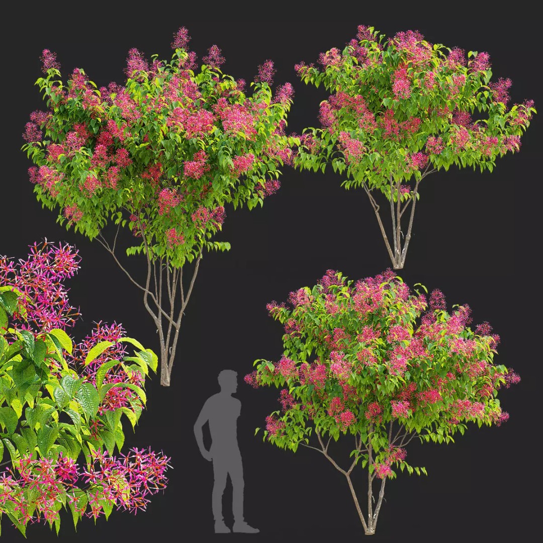 Heptacodium Miconioides 3D Model – Multistem Flowering Bush, PBR Textures - View 2