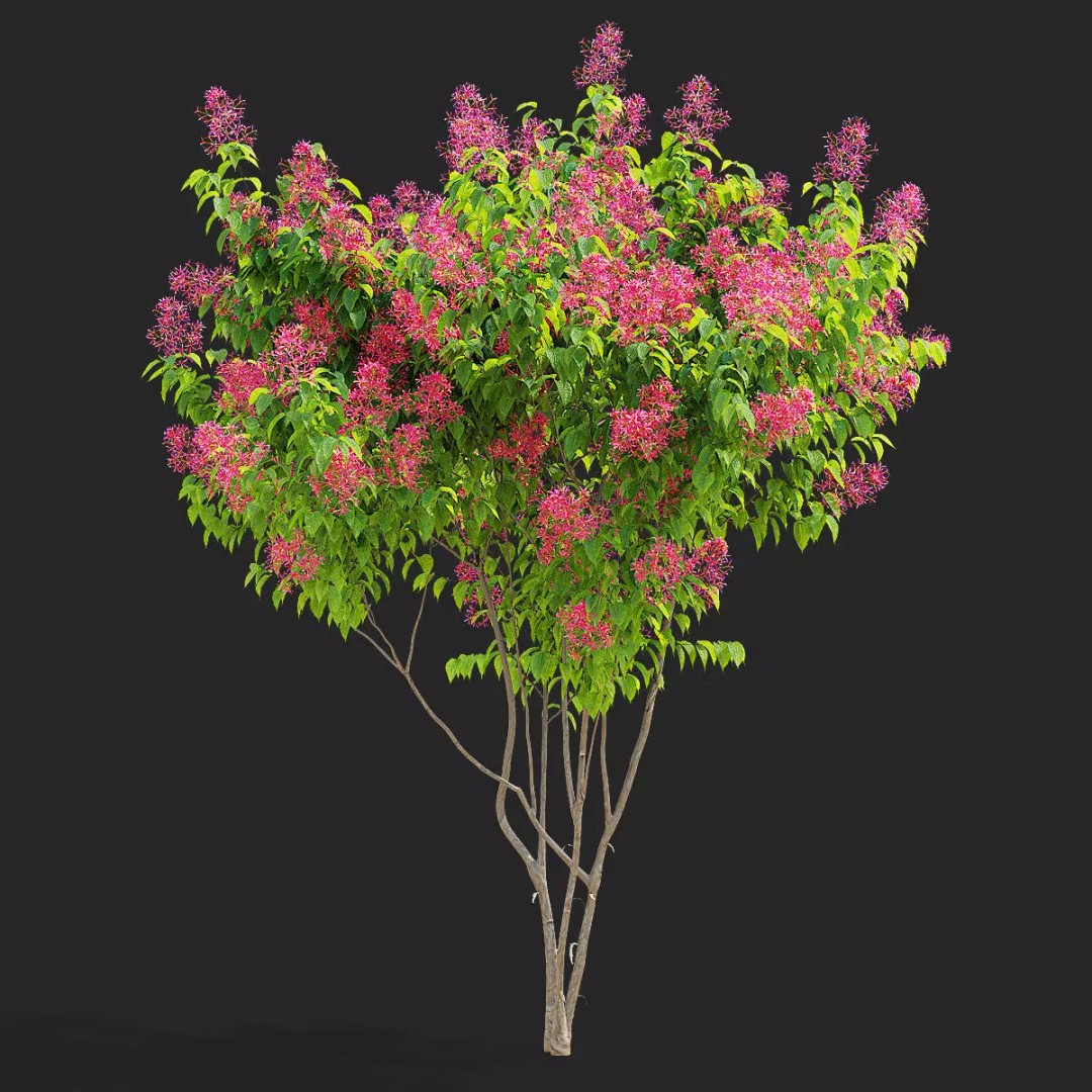 Heptacodium Miconioides 3D Model – Multistem Flowering Bush, PBR Textures - View 3