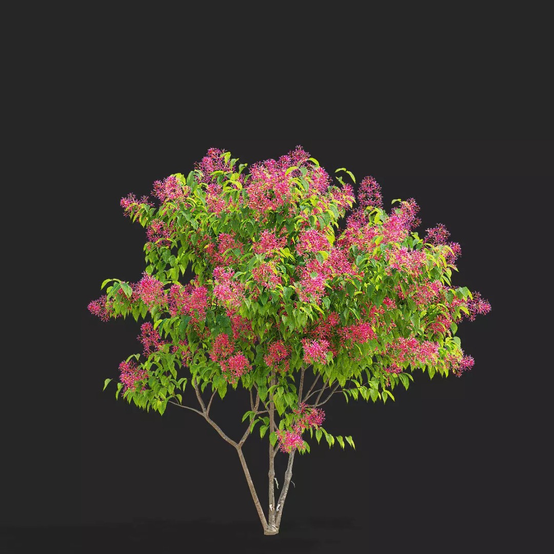 Heptacodium Miconioides 3D Model – Multistem Flowering Bush, PBR Textures - View 4