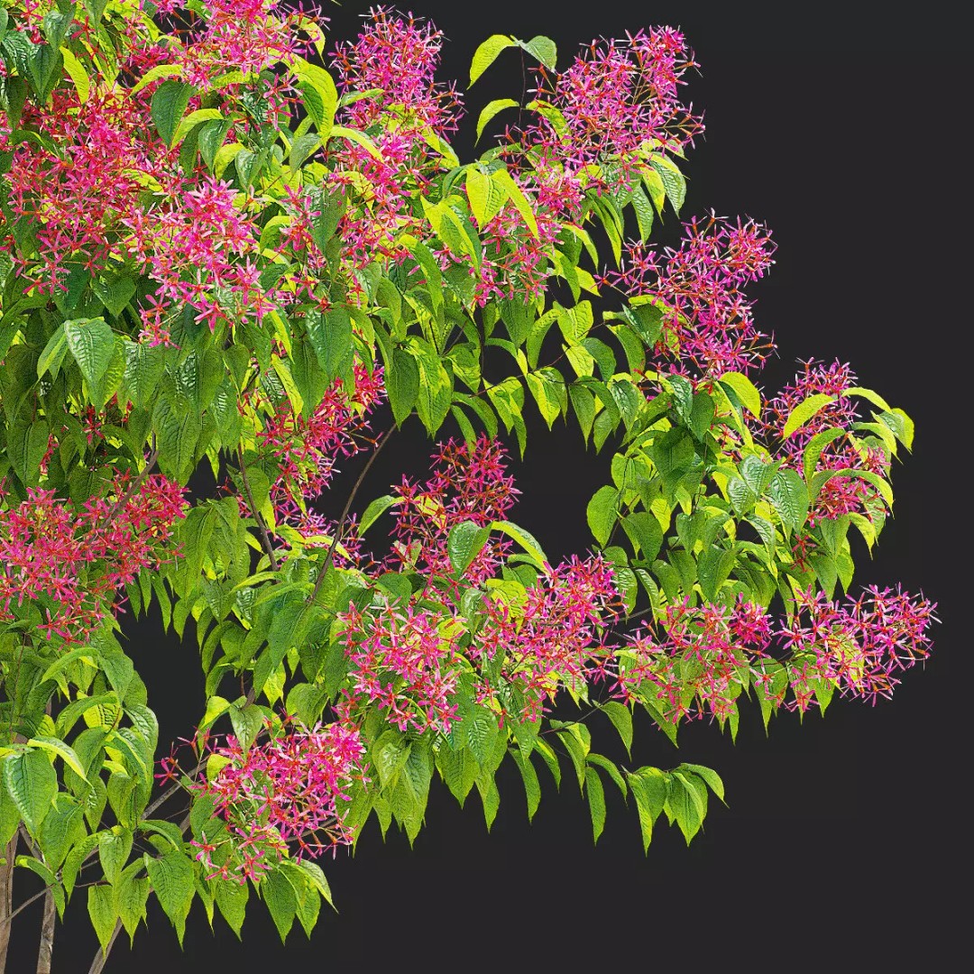 Heptacodium Miconioides 3D Model – Multistem Flowering Bush, PBR Textures - View 5