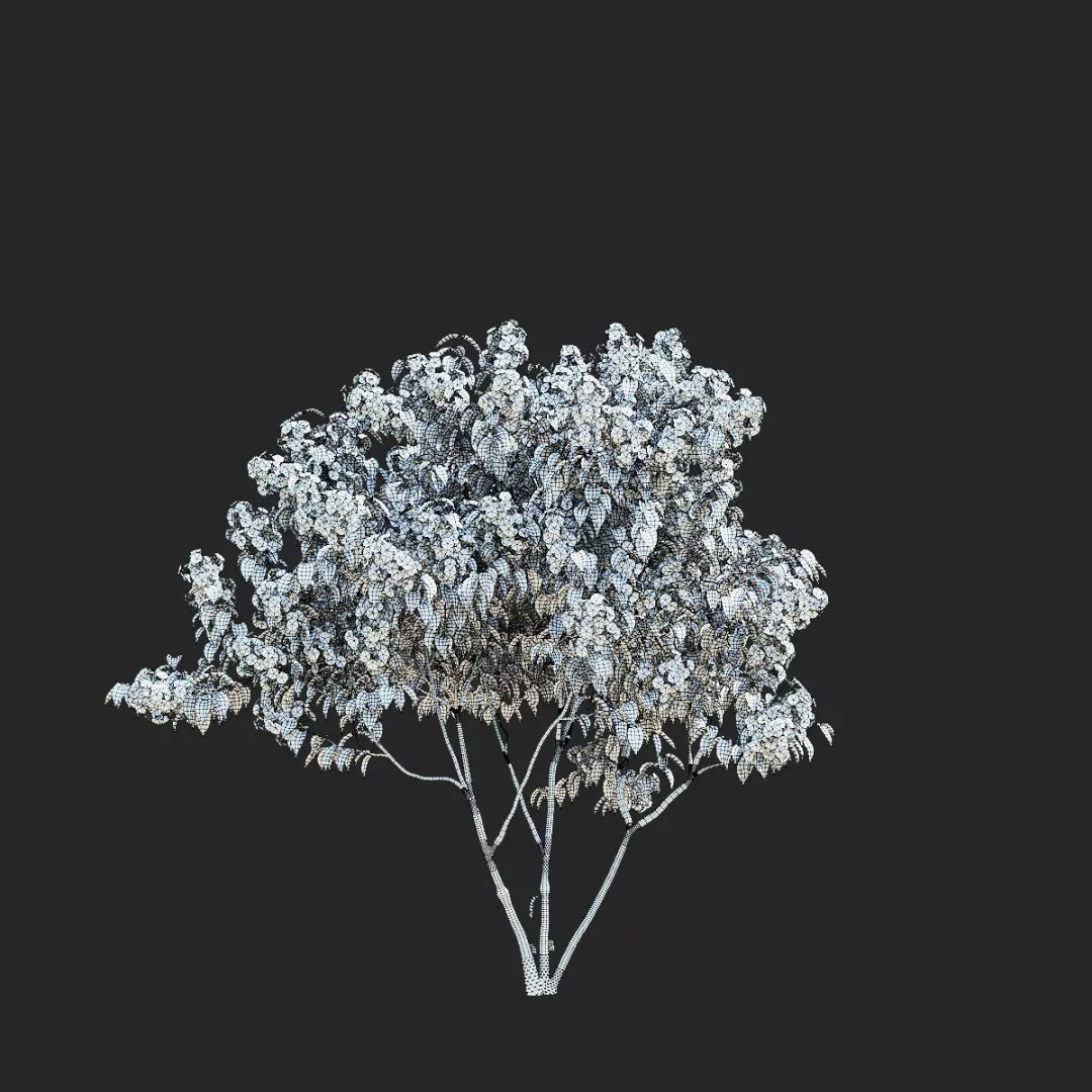 Heptacodium Miconioides 3D Model – Multistem Flowering Bush, PBR Textures - View 6