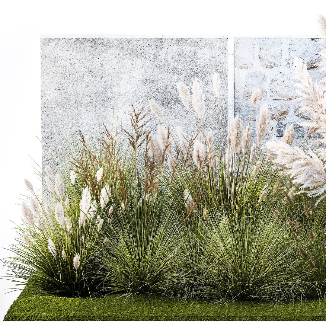 Pampas Grass 3D Model – Ornamental White Reed, Game-Ready FBX - View 10