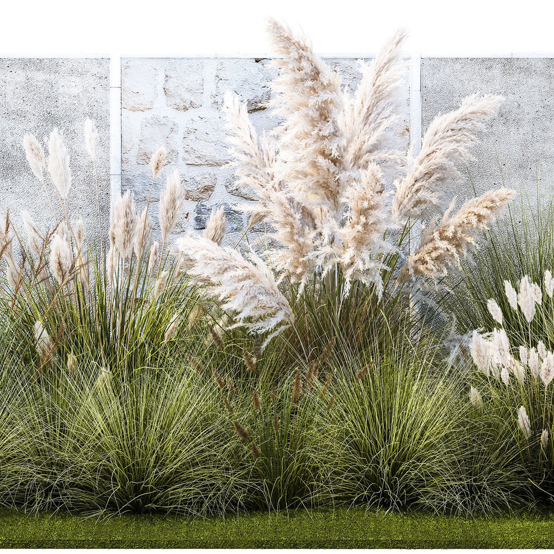 Pampas Grass 3D Model – Ornamental White Reed, Game-Ready FBX - View 11