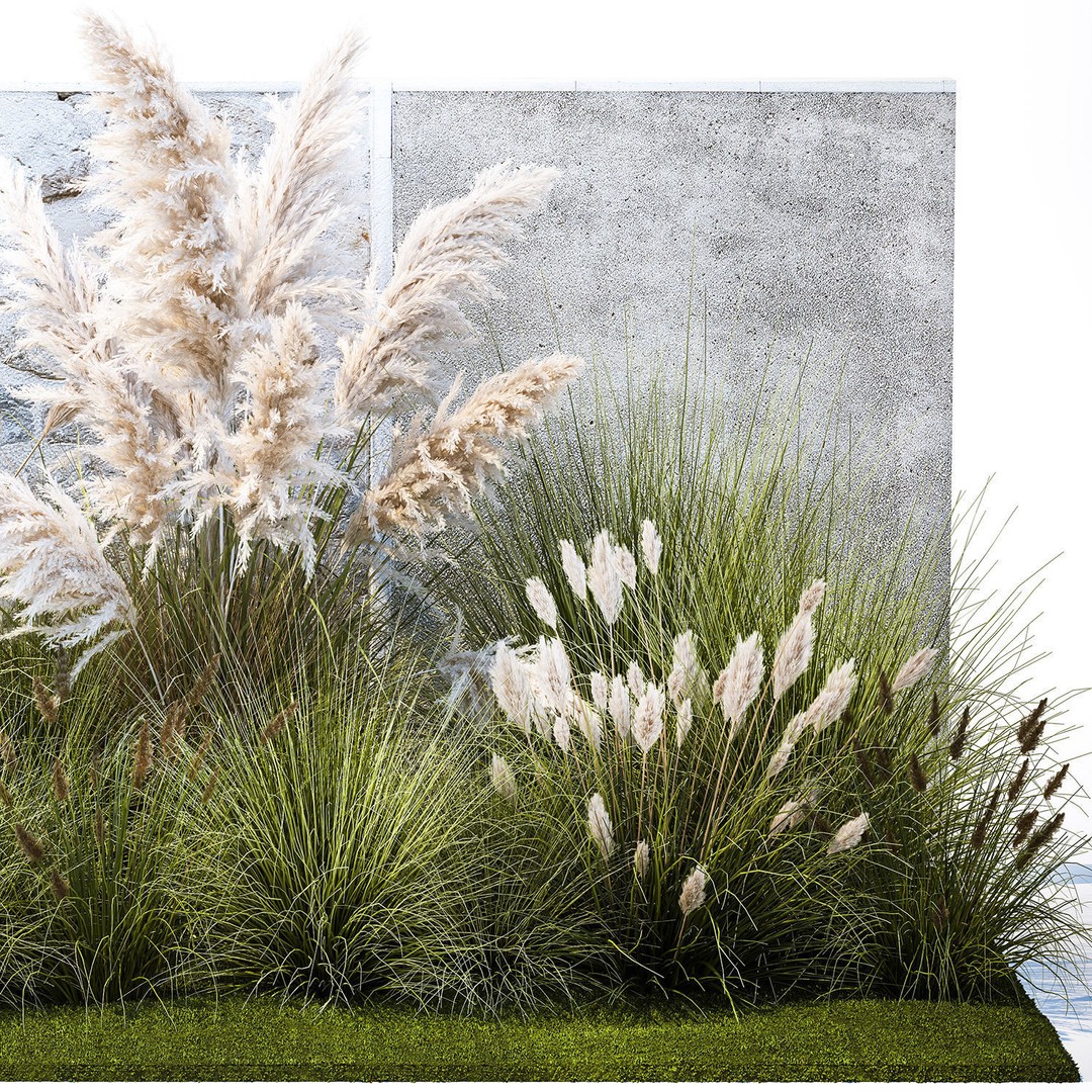 Pampas Grass 3D Model – Ornamental White Reed, Game-Ready FBX - View 12