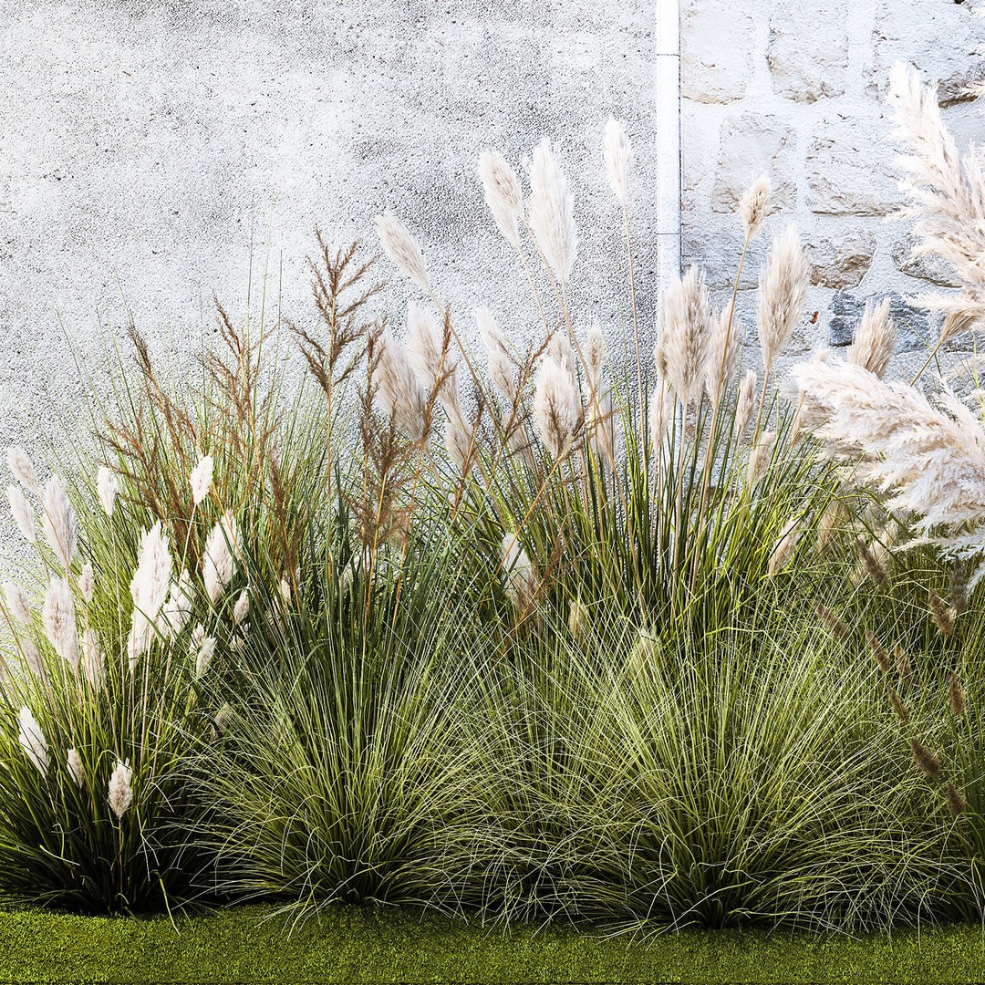Pampas Grass 3D Model – Ornamental White Reed, Game-Ready FBX - View 13