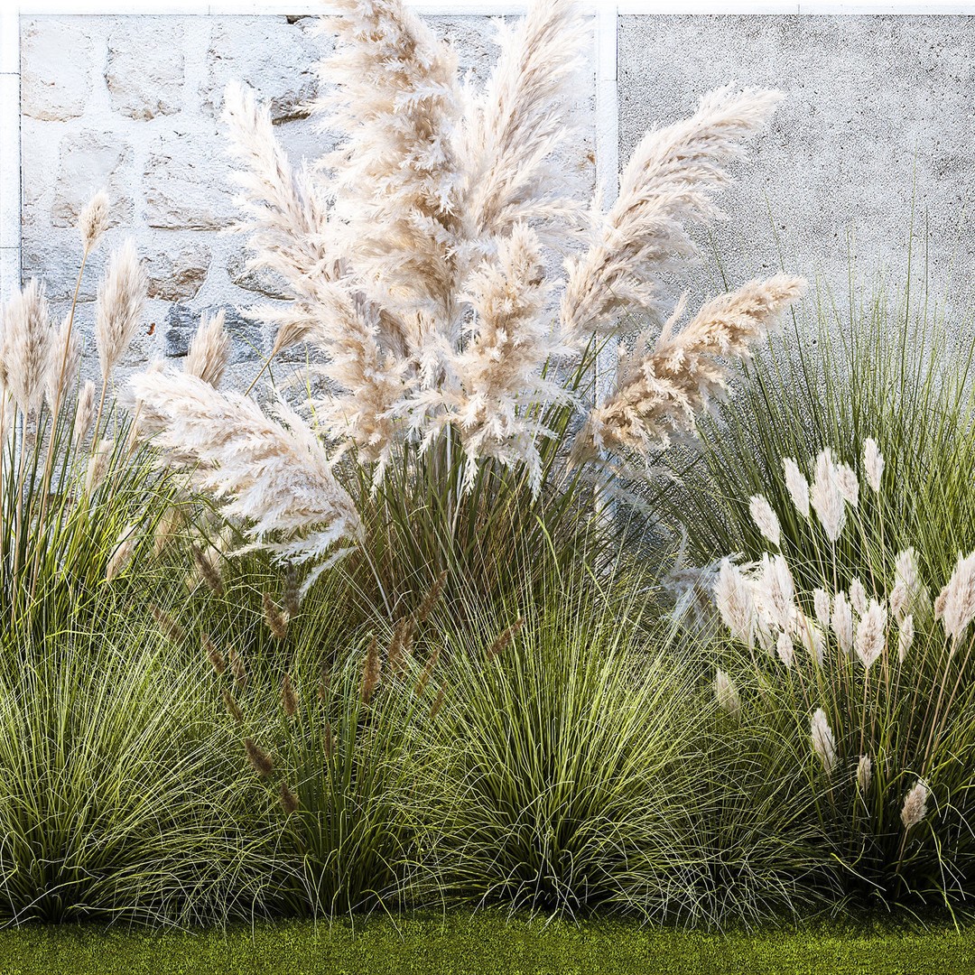 Pampas Grass 3D Model – Ornamental White Reed, Game-Ready FBX - View 14