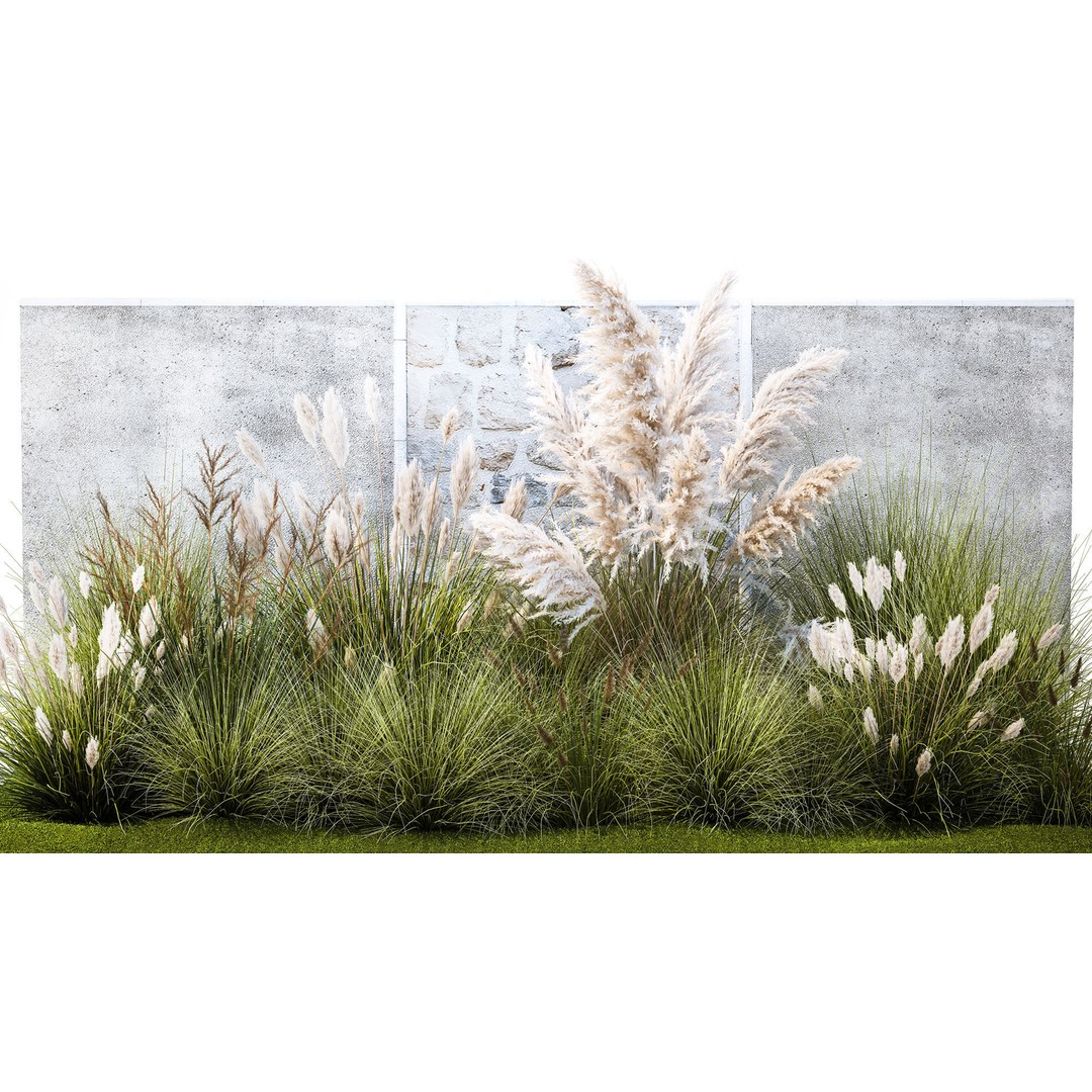 Pampas Grass 3D Model – Ornamental White Reed, Game-Ready FBX - View 3