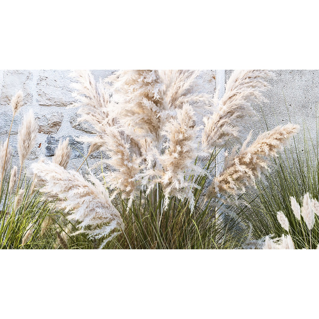 Pampas Grass 3D Model – Ornamental White Reed, Game-Ready FBX - View 7