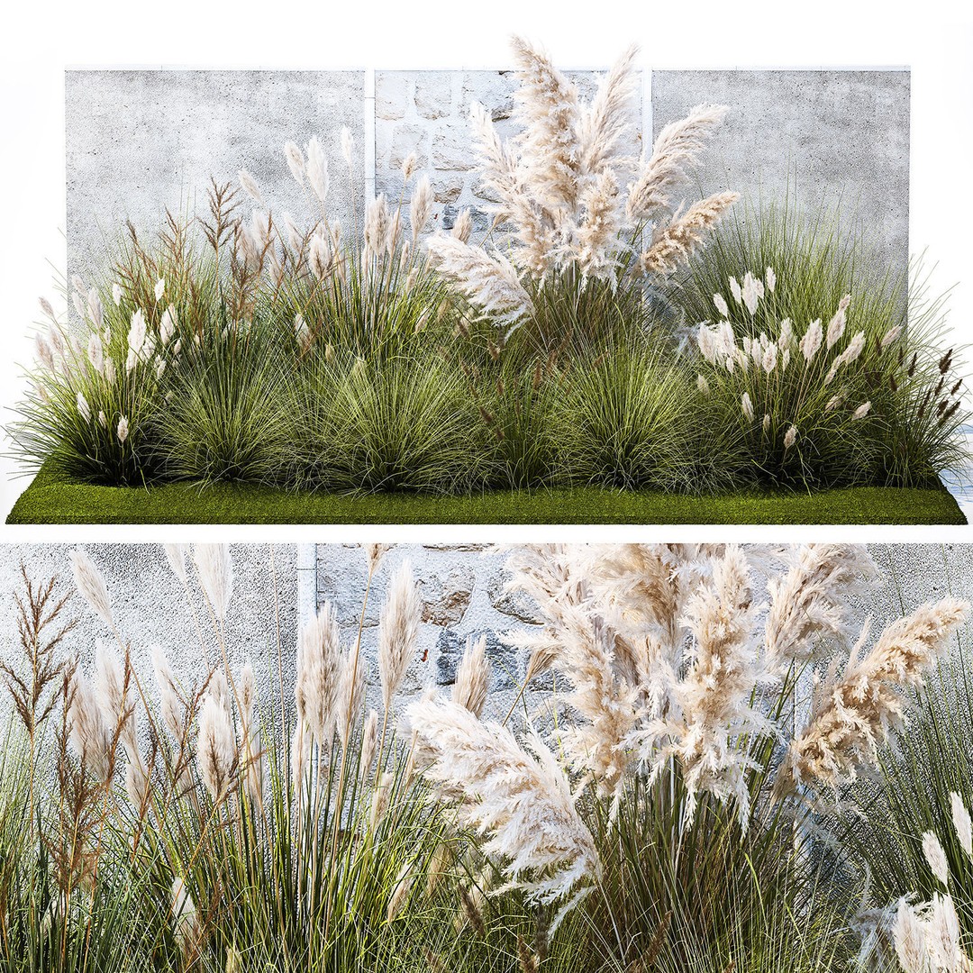 Pampas Grass 3D Model – Ornamental White Reed, Game-Ready FBX - View 8