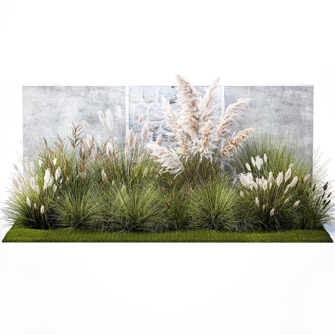 Pampas Grass 3D Model – Ornamental White Reed, Game-Ready FBX - View 9