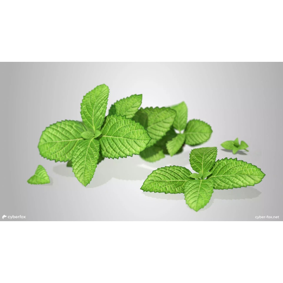 Mint Branch 3D Model – Low Poly Game Ready Asset, FBX, OBJ - View 2