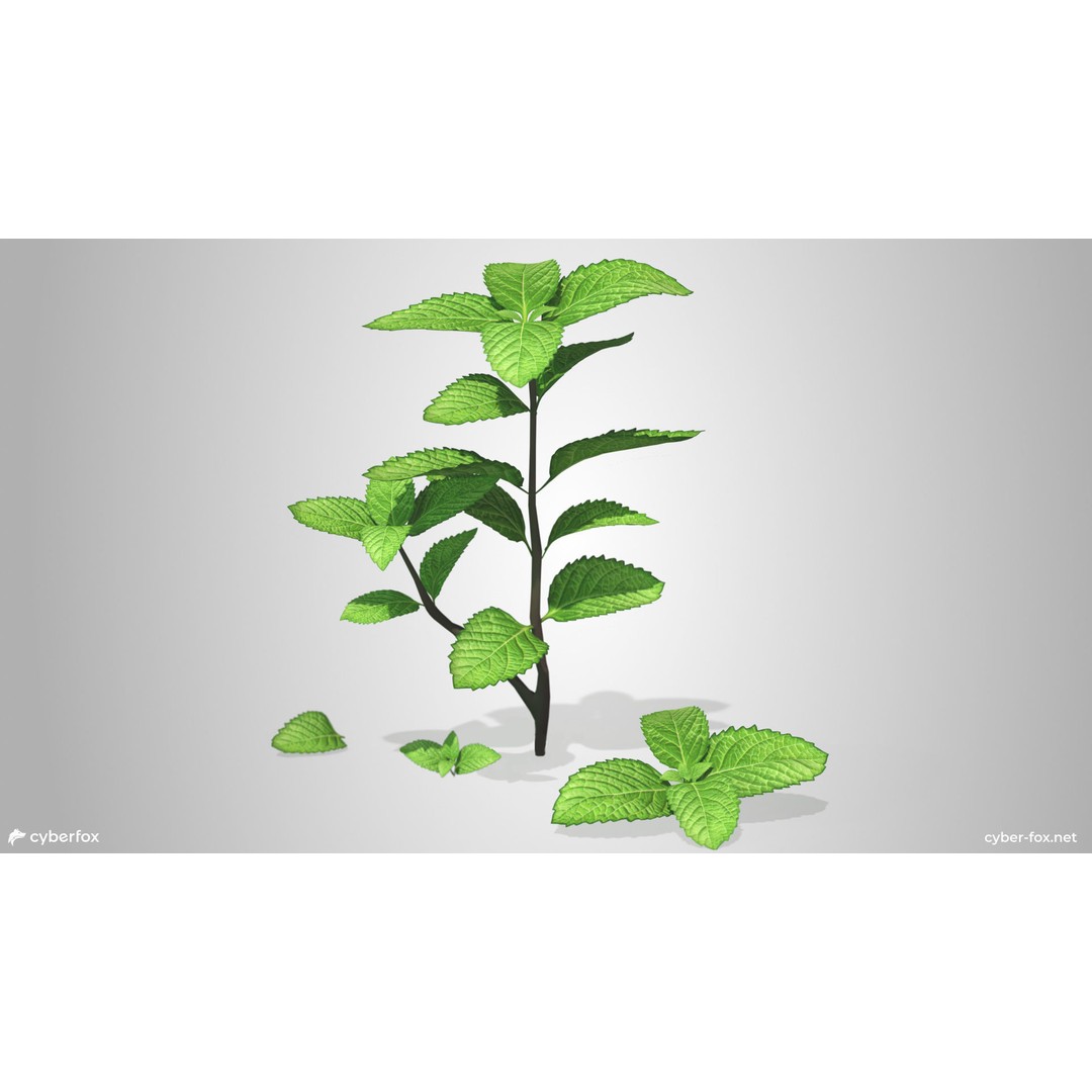 Mint Branch 3D Model – Low Poly Game Ready Asset, FBX, OBJ - View 3
