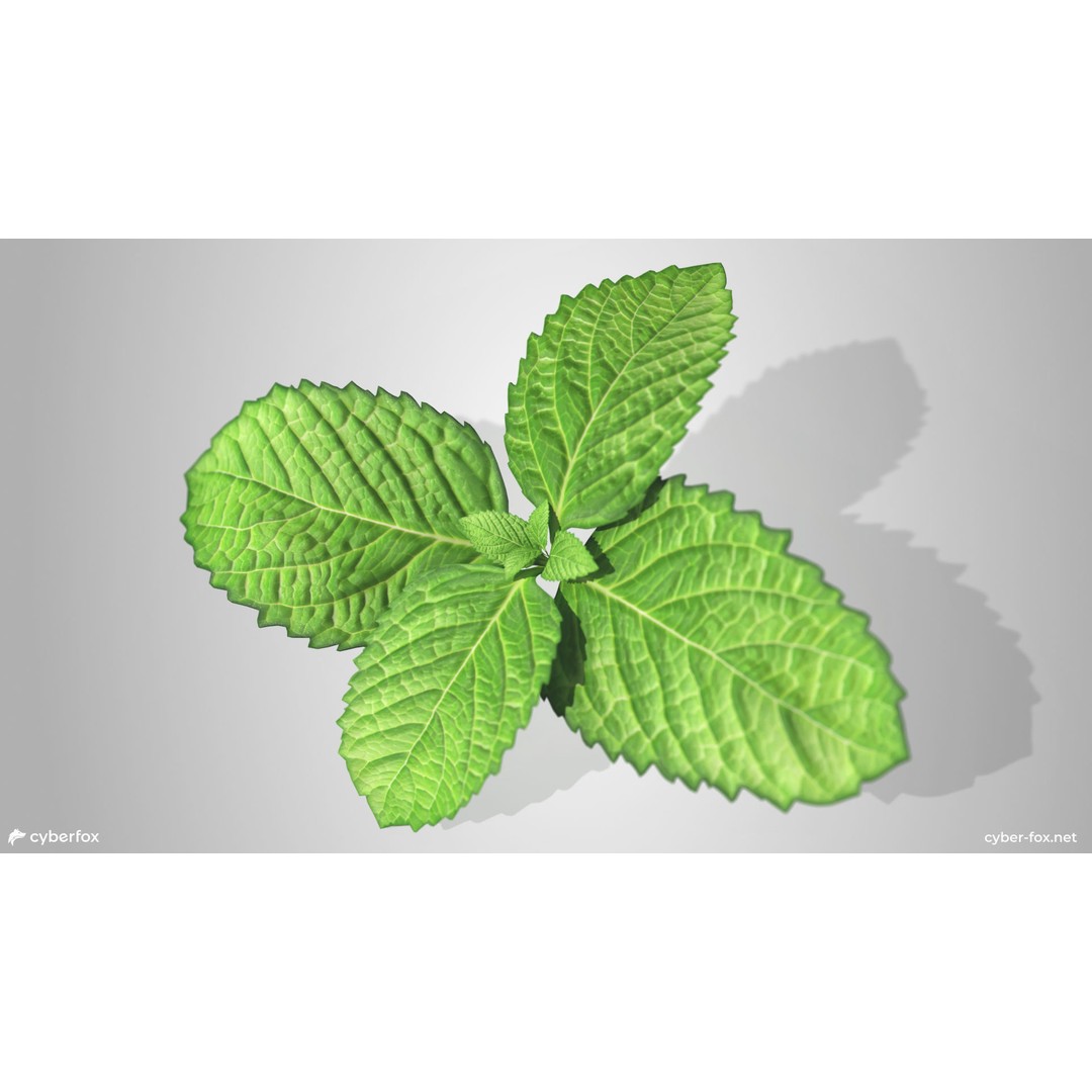 Mint Branch 3D Model – Low Poly Game Ready Asset, FBX, OBJ - View 4