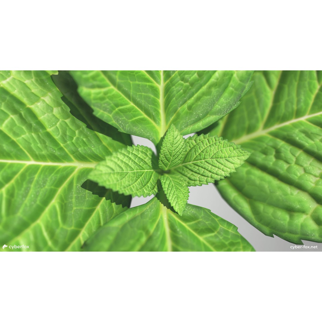 Mint Branch 3D Model – Low Poly Game Ready Asset, FBX, OBJ - View 5