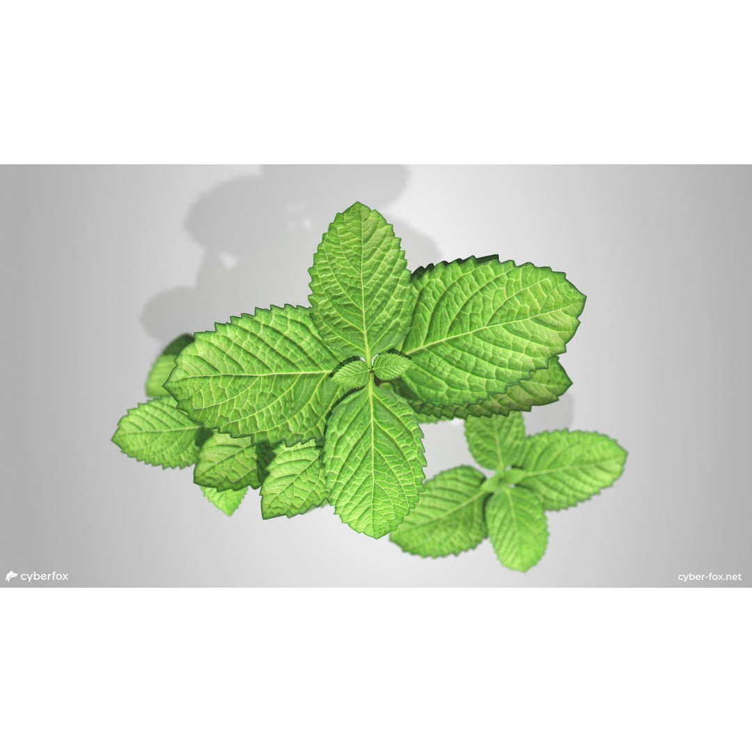 Mint Branch 3D Model – Low Poly Game Ready Asset, FBX, OBJ - View 6