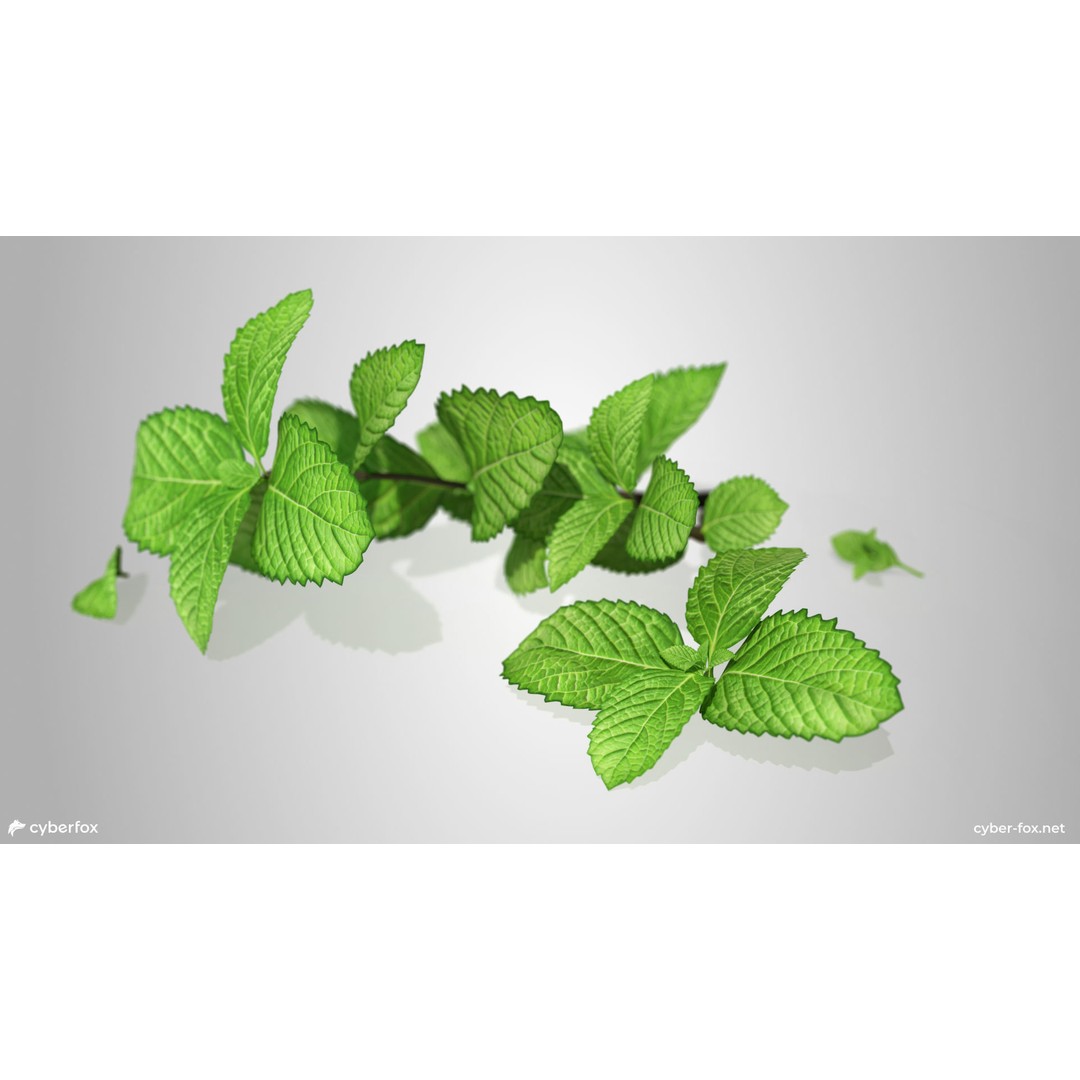Mint Branch 3D Model – Low Poly Game Ready Asset, FBX, OBJ - View 7