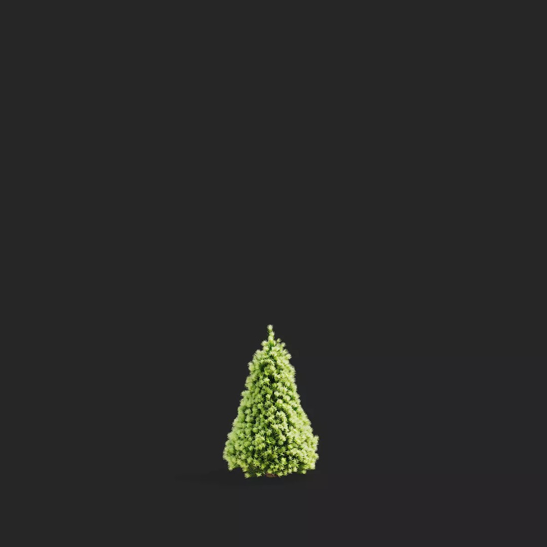 Picea Glauca Daisys White Trees 3D Model – High Poly Game Asset, FBX, OBJ