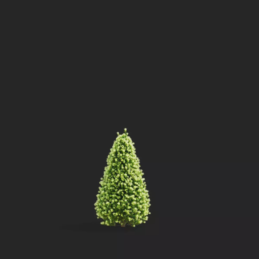 Picea Glauca Daisys White Trees 3D Model – High Poly Game Asset, FBX, OBJ - View 10
