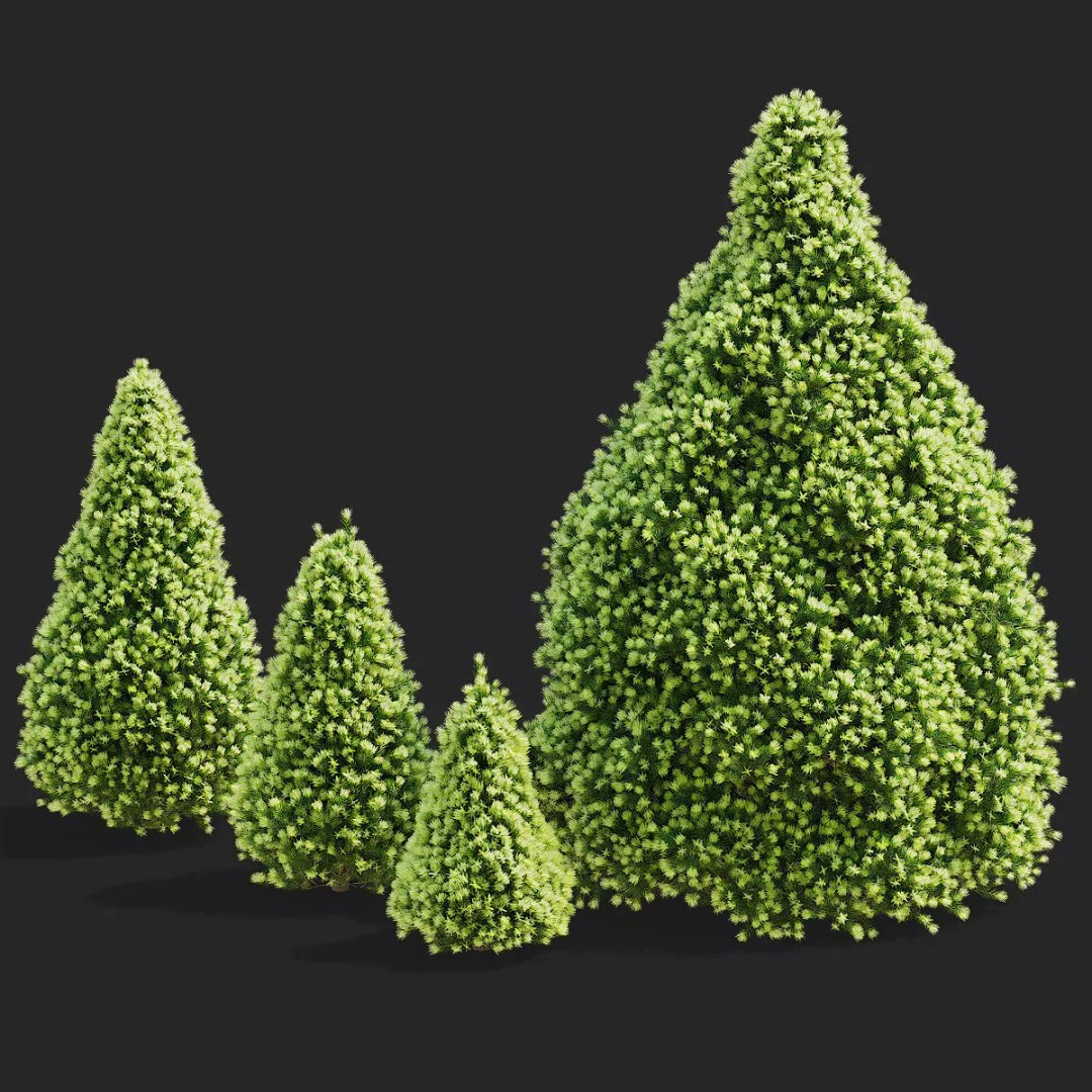 Picea Glauca Daisys White Trees 3D Model – High Poly Game Asset, FBX, OBJ - View 2