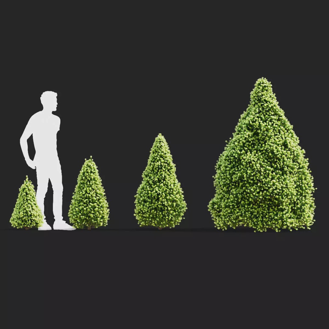 Picea Glauca Daisys White Trees 3D Model – High Poly Game Asset, FBX, OBJ - View 3